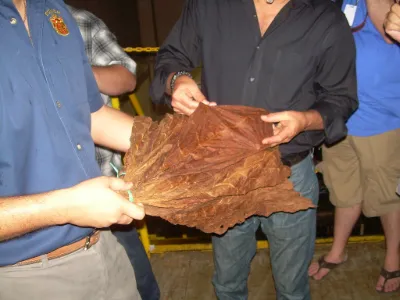 Hands holding up a large cured tobacco leaf at a cigar event